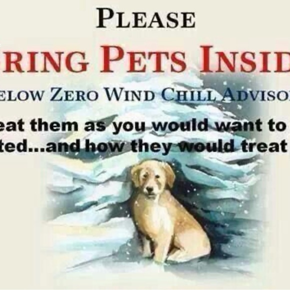 🥶 ❄️🧊BRING IN PETS INSIDE IN FRIGID TEMPS!! BESIDES, ITS THE LAW!!🙏🐕🐈‍⬛🐇🐈 - Picture 9 of 14